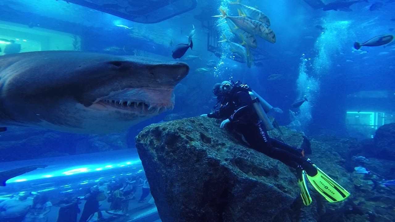 Shark Dives