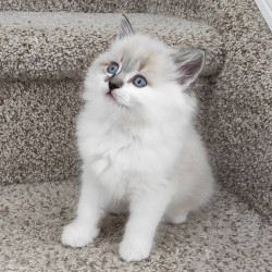 Beautiful Ragdoll kitten for adoption