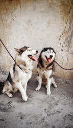 Male Siberian Huskies for Sale