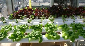 Hydroponic Gardens | Learn How to Grow Plants