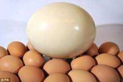 ***Ostrich Eggs For Sale***