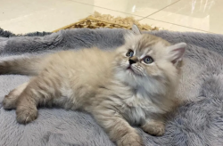Maine Coon PureBreed Kittens