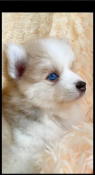 Pomsky and Pomeranian puppies rare colours