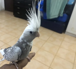 Cocktail bird for sale