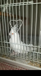 2 pair and 1baby cocktail parrot for sale breeding pairs