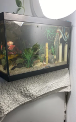 Tank with live fish and decorations