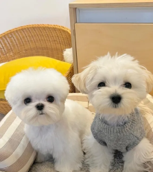Maltese Puppies Available for free adoption