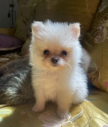 pure pomeranians for sale 2 months old