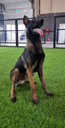 Large, Handsome, and STRONG 8 Months Male Belgian Malinois Puppy.