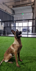 Beautiful 7 Months Old Female Belgian Malinois with an EXCELLENT Character