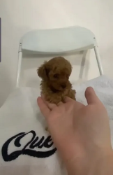 Toy Poodle Female