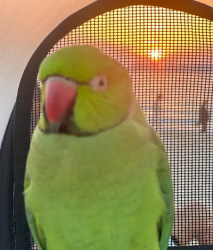 Ringneck parrot smart and talking