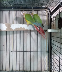pineapple conure 13 months old
