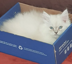 Himalayan Kitten for sale (Abu Dhabi)