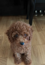 3 month boy Toy poodle with everything need in day life