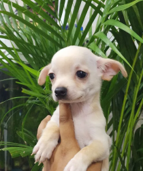 Teacup Applehead Chihuahua Male Puppy