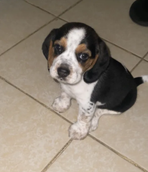 Beagle dog *girl 3month , price not negotiable