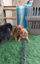 For sale: King Charles King, 2 males and 1 female, pure m