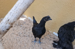 Ayam Cemani Rooster - 5 months