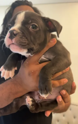Pure American Bully Puppy