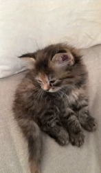 Persian kitten Lucy