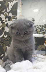 Scottish fold kitten for sale