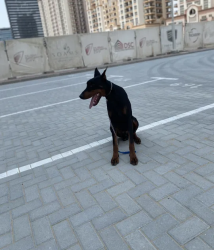 Doberman 13 mounts active very smart and trained family dog 5000aed