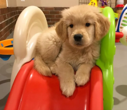 Heathy Male Golden Retriever puppies available now