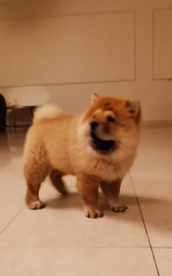 Chow Chow for Sale
