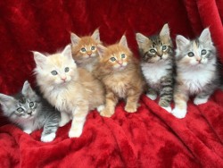 Pure Breed Maine Coon Kittens for sale