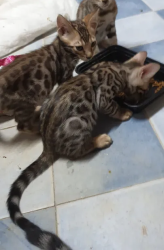 bangal kittens