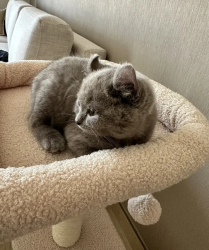 3 Month Old Fully Vaccinated American Curl x Scottish Fold Male