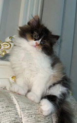 2 PERSIAN KITTENS FOR SALE 2 and a half month persian kitten For sale
