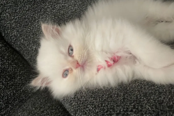 Kitten 4 months persion