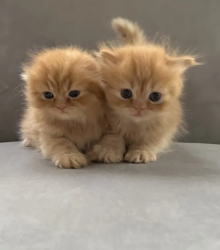 Scottish Chinchilla Longhair kittens