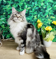 Maine coon cats pure breed with pedigrees