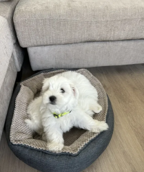 Maltese puppy (male) looking for a new home
