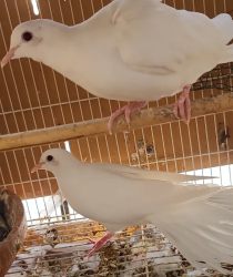 Lovely Yakarim Birds White and Brown for Sale