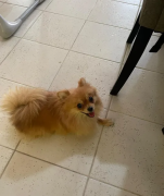 Pomernian dog Lina 9 months age Brown documents and vaccinated Friendly Trained