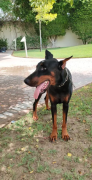 Doberman pure bred 12 months old male