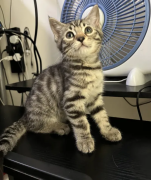 4 months kitten (female)