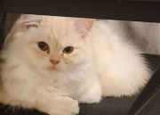 Adorable male and female Persian kittens for a loving home