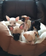 Chihuahua Puppies Looking for Forever Home