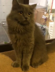 British longhair female cat Free to a forever loving