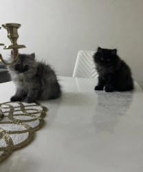 I have two persian kittens for sale with their passport and first vaccination is done 2 month old