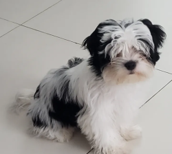 Sachi is Havanese female puppy 5 months old passport. chip registration full vaccinated with food