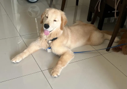 Pure golden retriever 4 Months, full vaccinated