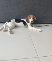 3 month beagle. Very friendly.