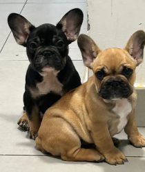 Top of the line French bulldogs. Last two