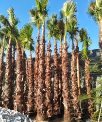 All types of palm trees available for sale.